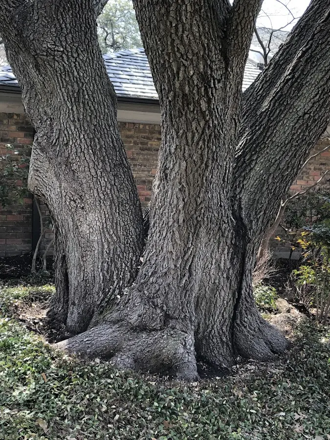 Mature heritage tree close to a Emerson property cared for by certified arborists